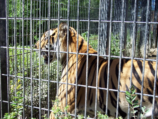 Washington Park Zoo.